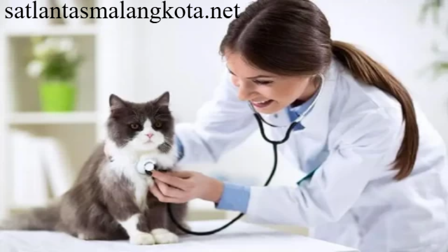 Meniti Karier di Dunia Kedokteran Hewan